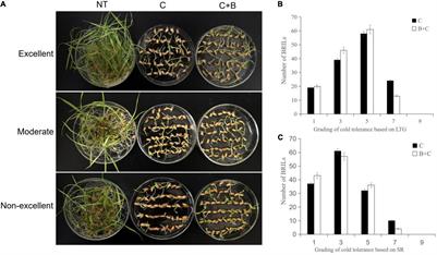 Quantitative Trait Loci Mapping Analysis for Cold Tolerance Under Cold Stress and Brassinosteroid-Combined Cold Treatment at Germination and Bud Burst Stages in Rice